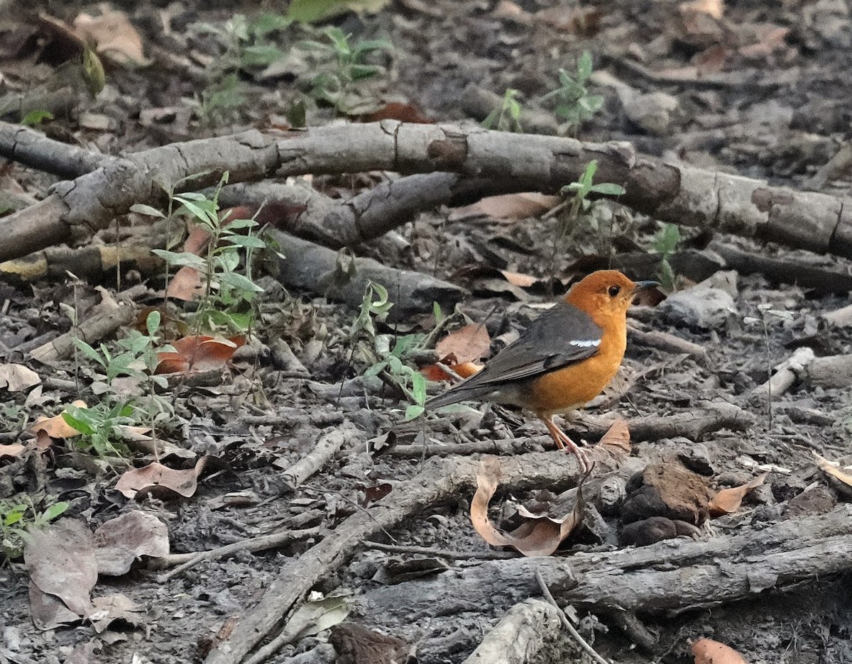 Orange-headed Thrush - ML646758166
