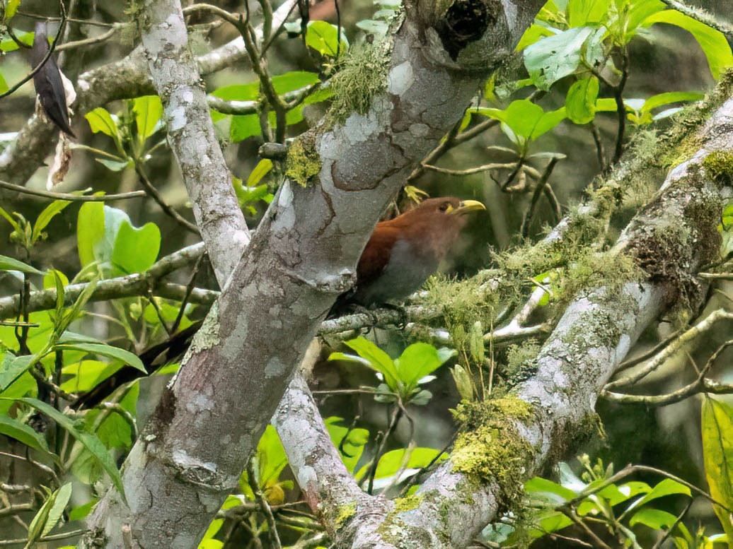 Common Squirrel-Cuckoo - ML646758168