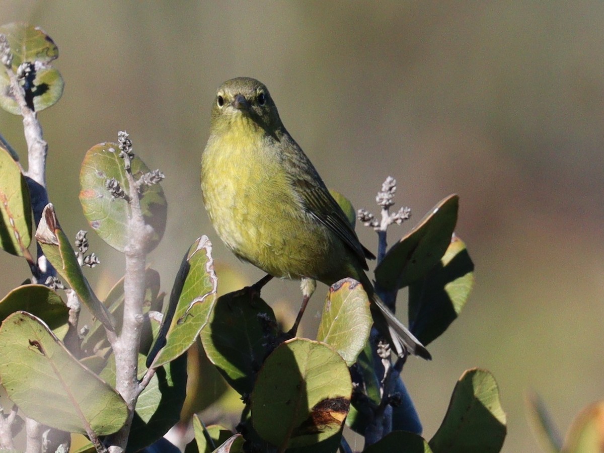 Orange-crowned Warbler - ML646758169