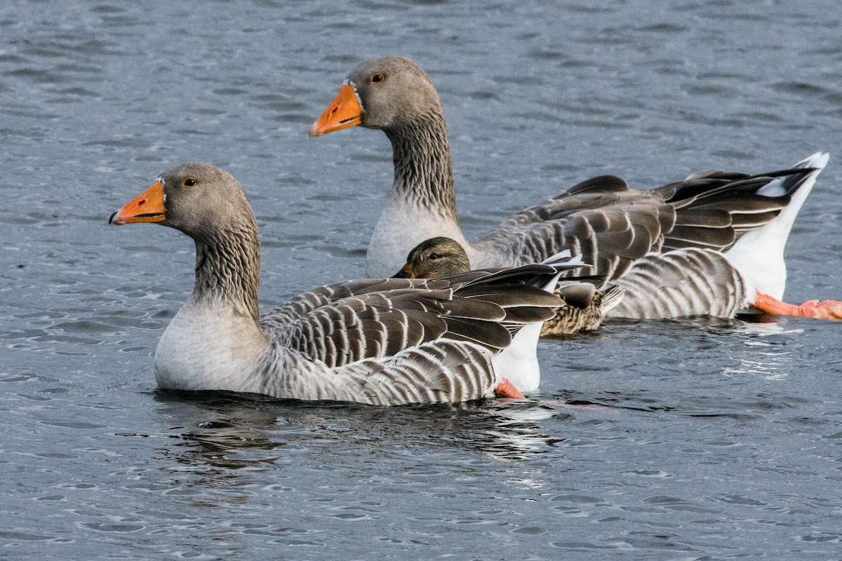 Oie cendrée - ML646758173