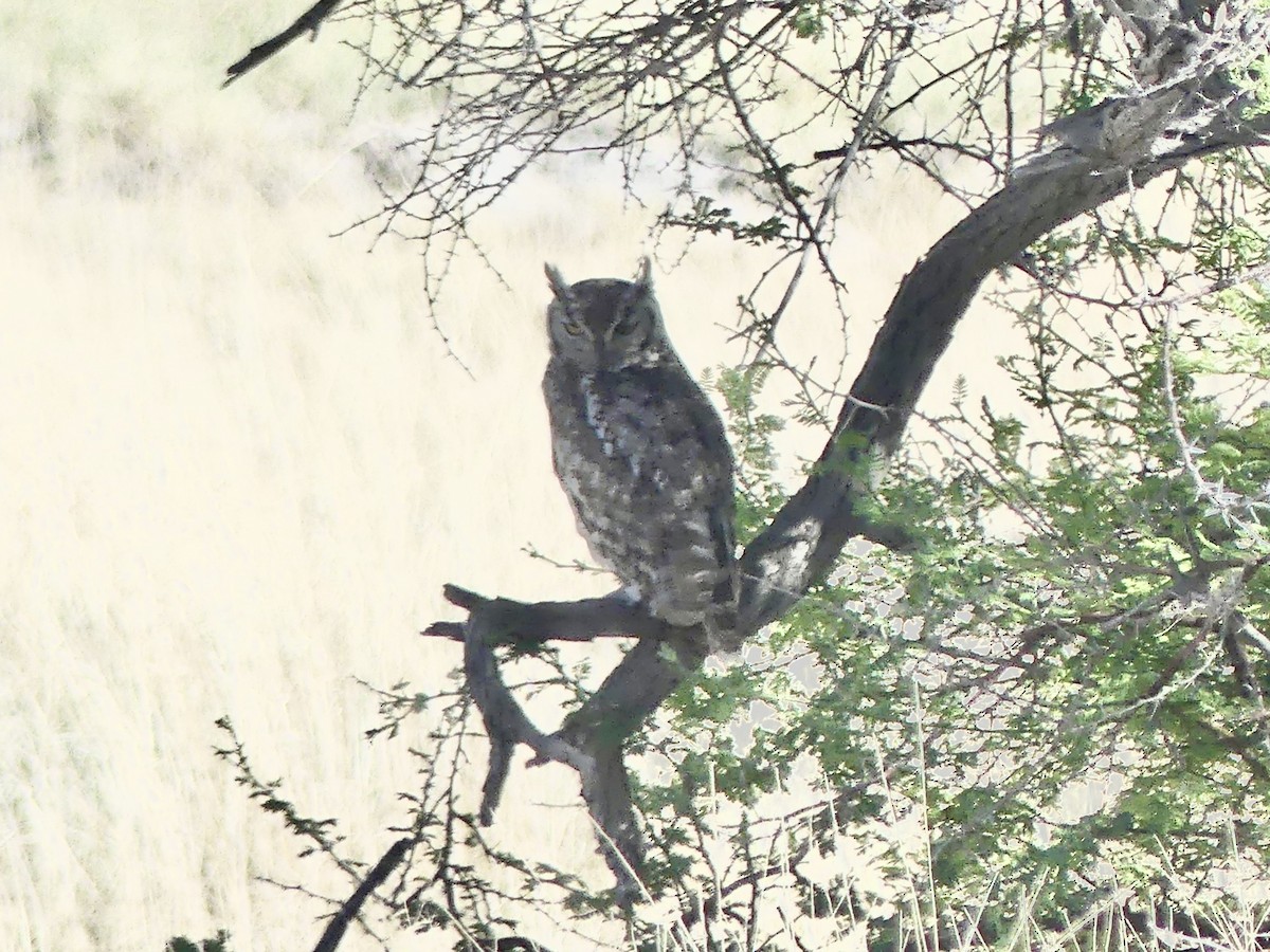 Spotted Eagle-Owl - ML646758174