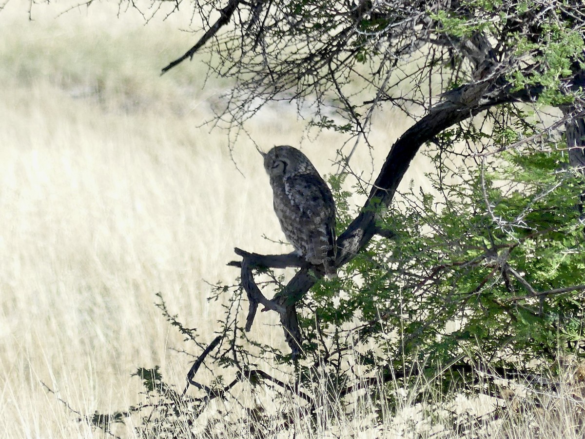 Spotted Eagle-Owl - ML646758175