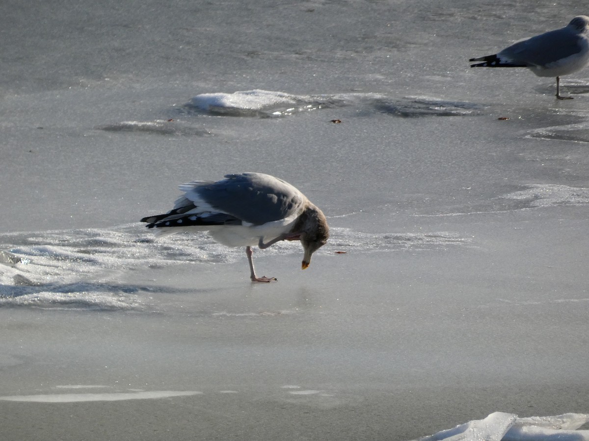 American Herring Gull - ML646758188