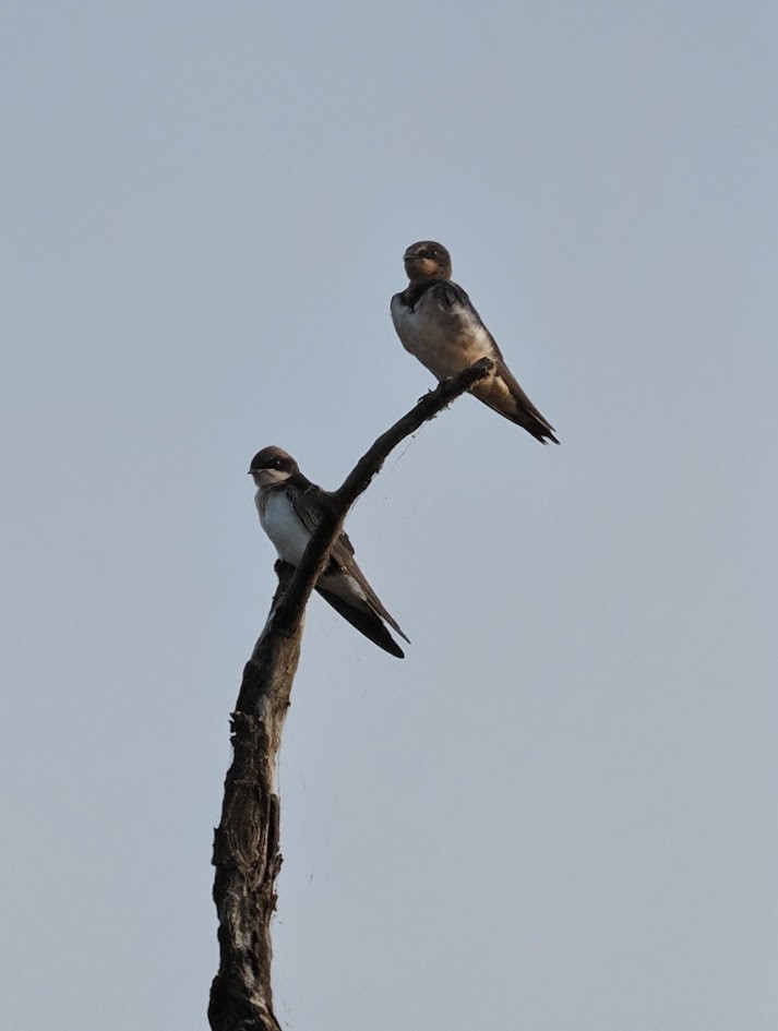 Barn Swallow - ML646758190