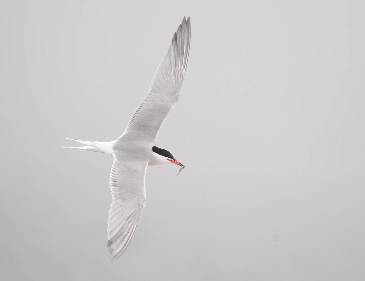Common Tern - ML646758192