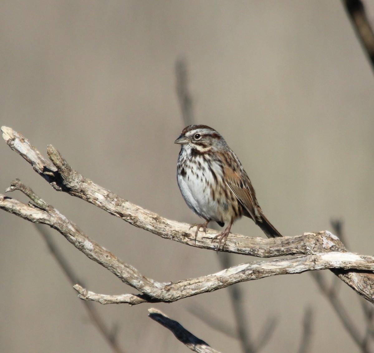 Song Sparrow - ML646758194