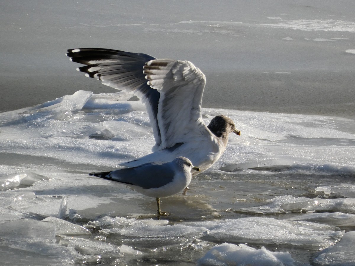 Ring-billed Gull - ML646758195