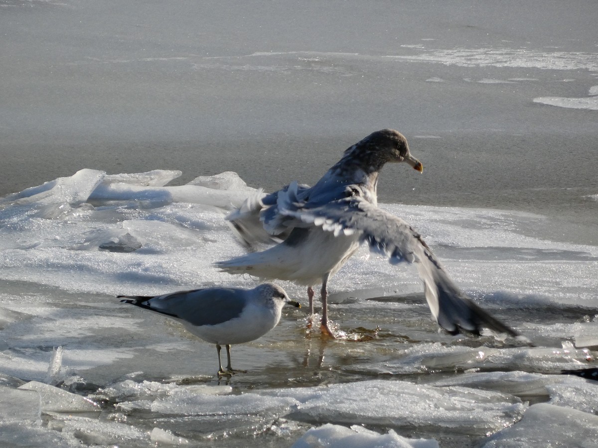 American Herring Gull - ML646758196