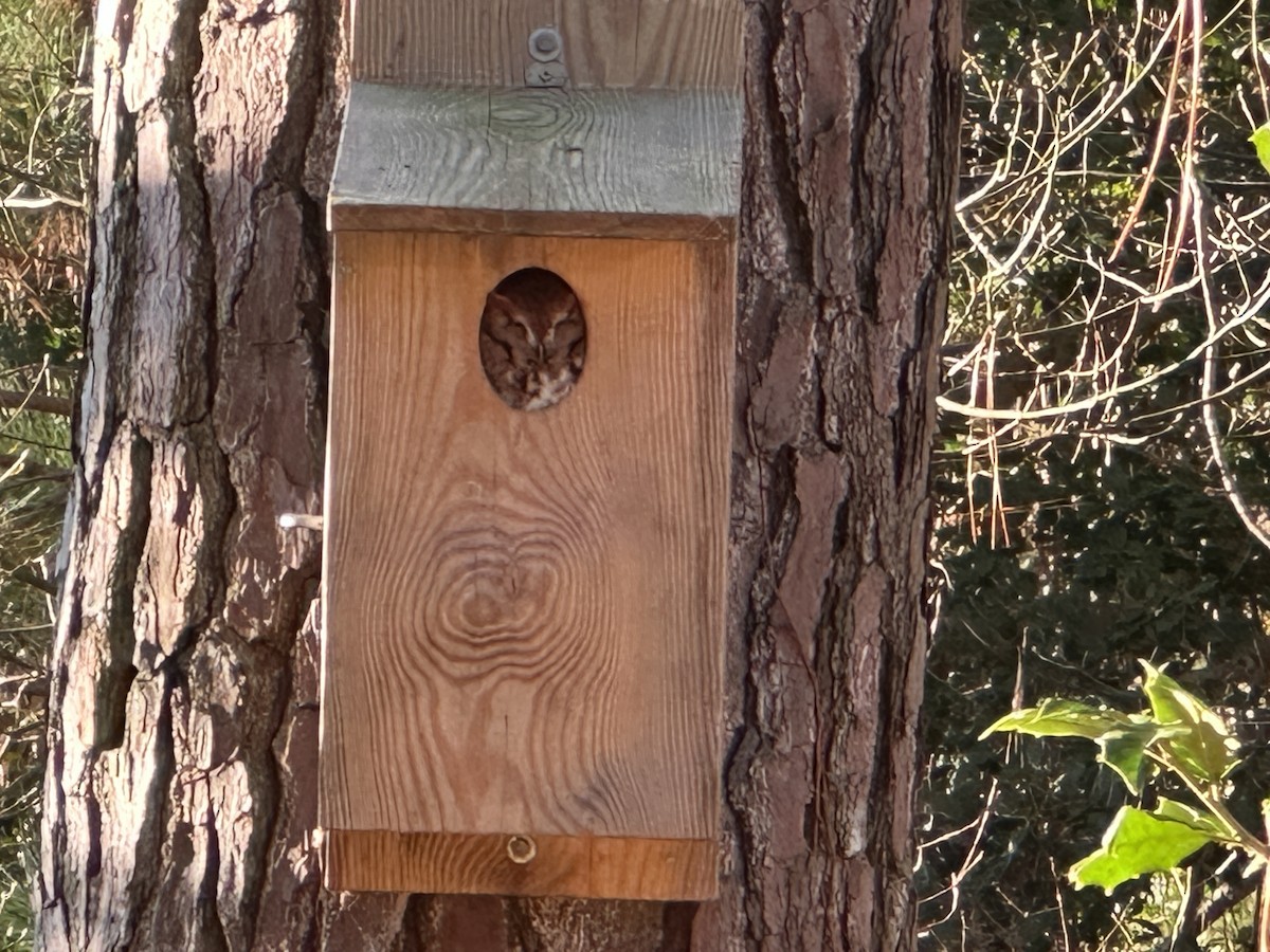 Eastern Screech-Owl - ML646758200