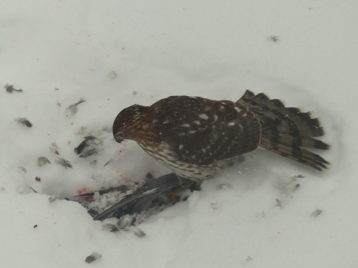 Cooper's Hawk - ML646758201