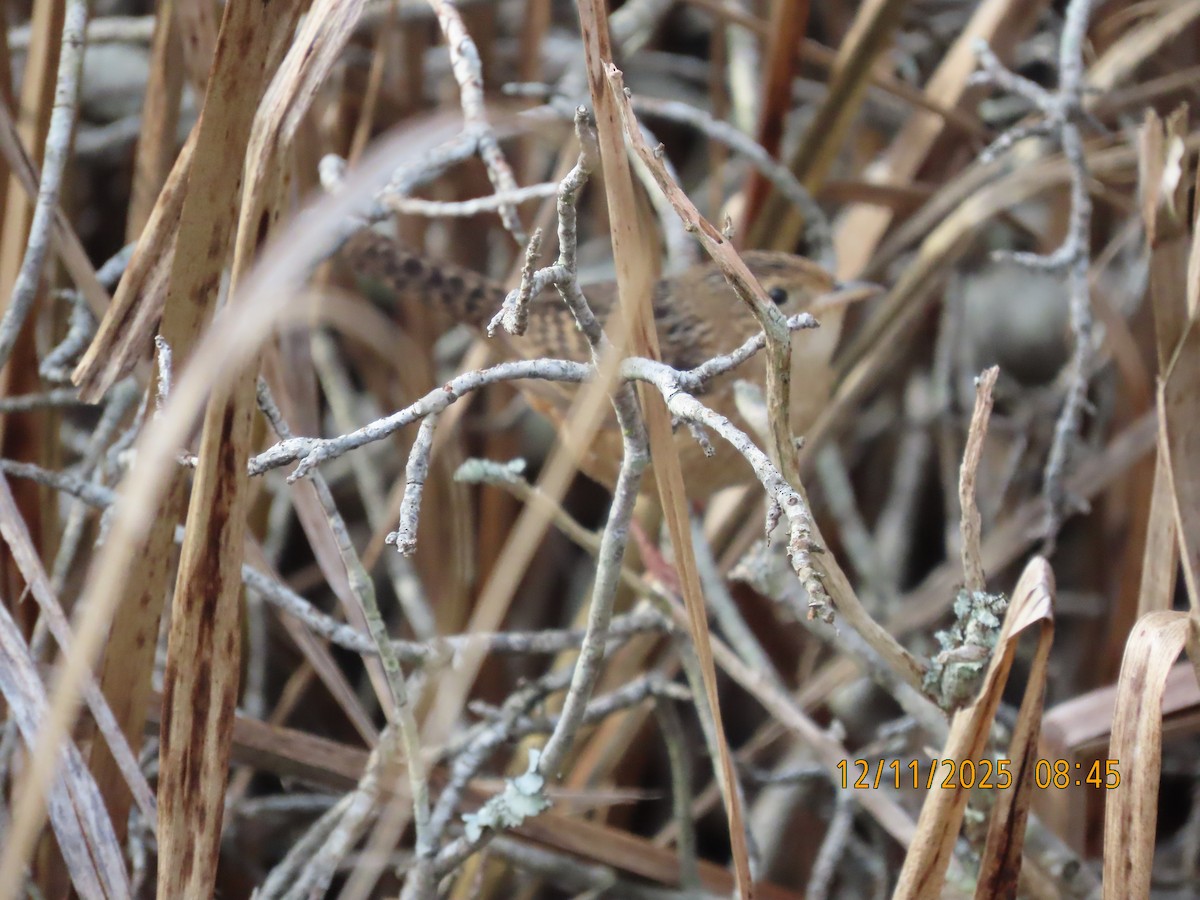 Sedge Wren - ML646758202