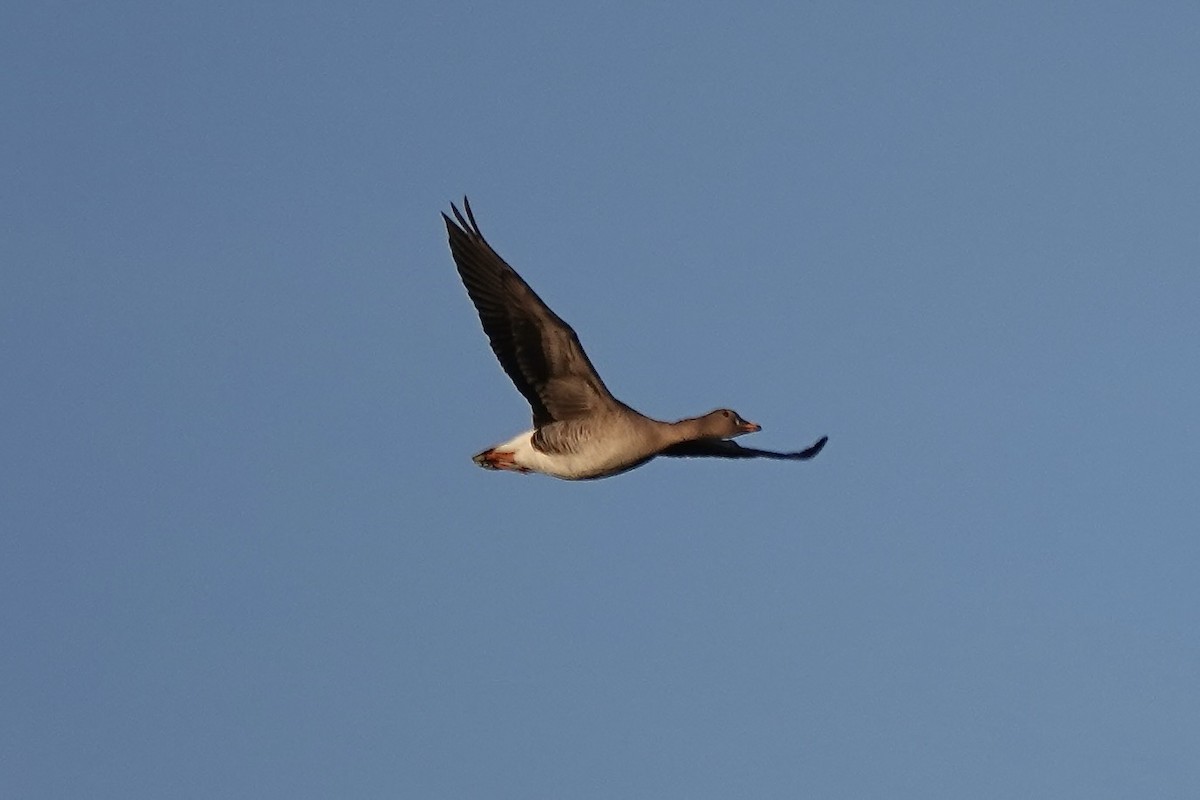 Tundra Bean-Goose - ML646758204