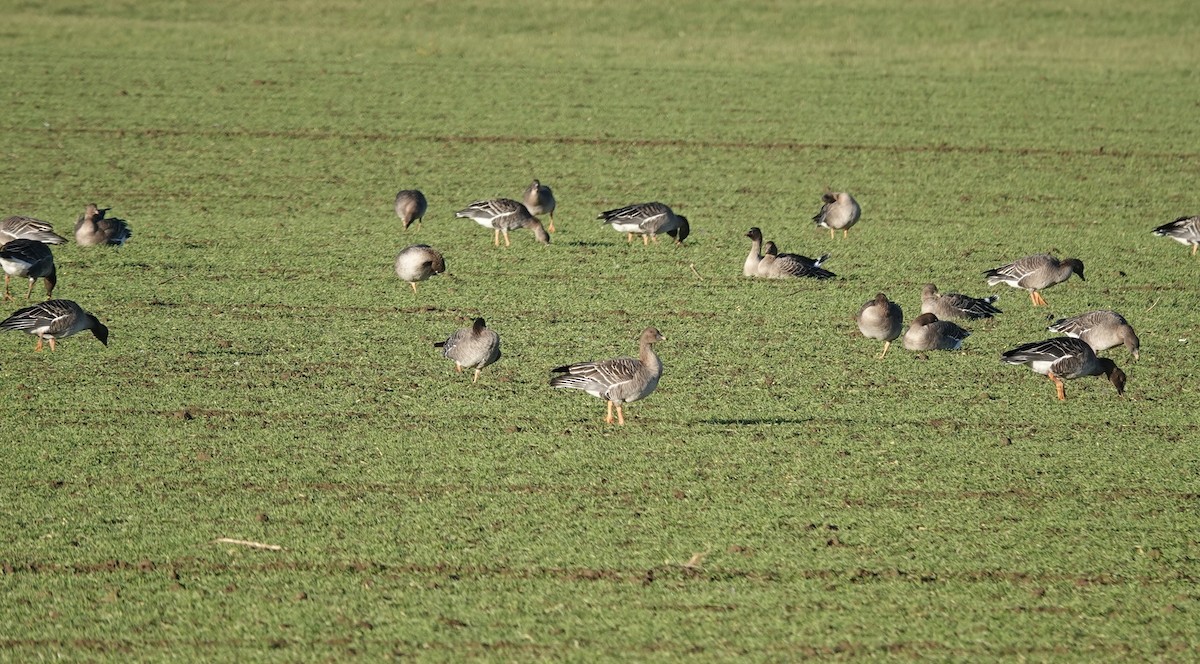 Tundra Bean-Goose - ML646758205