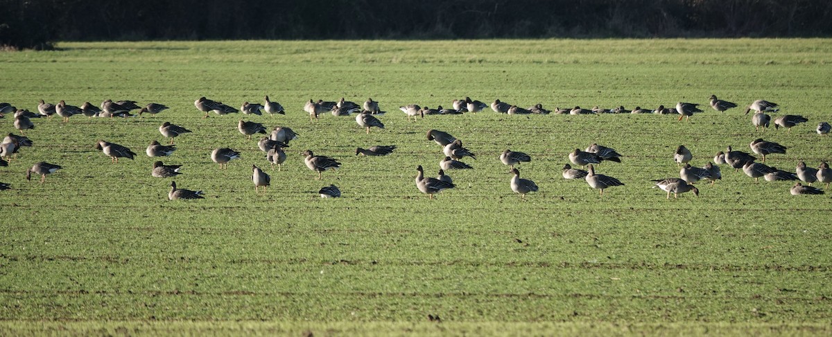 Tundra Bean-Goose - ML646758206