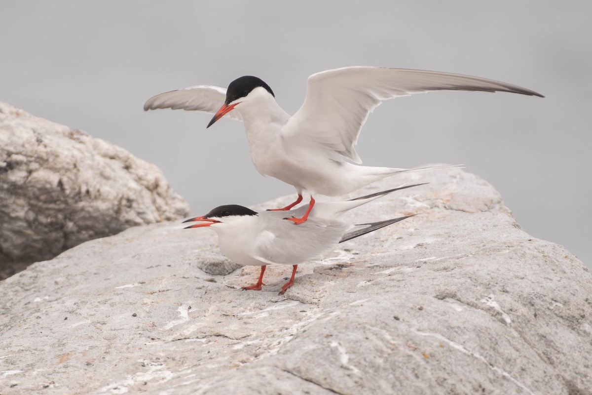 燕鷗 - ML646758210