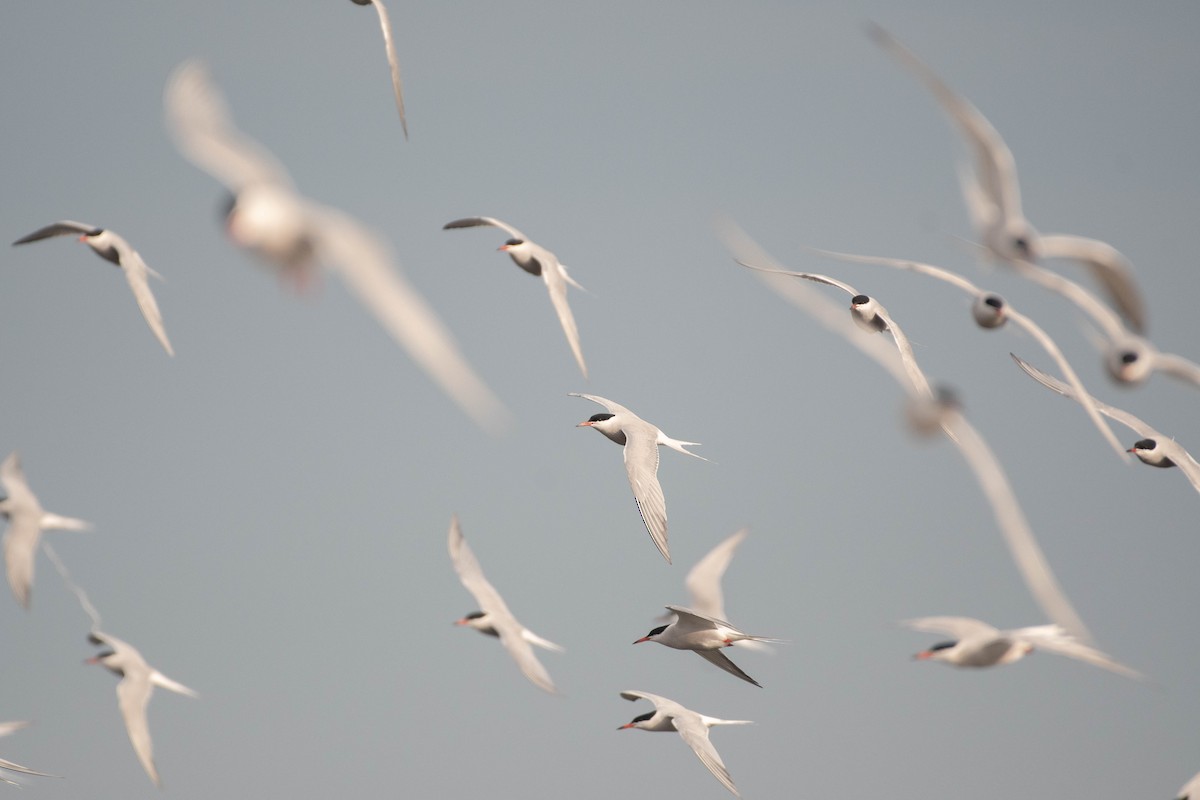 燕鷗 - ML646758211