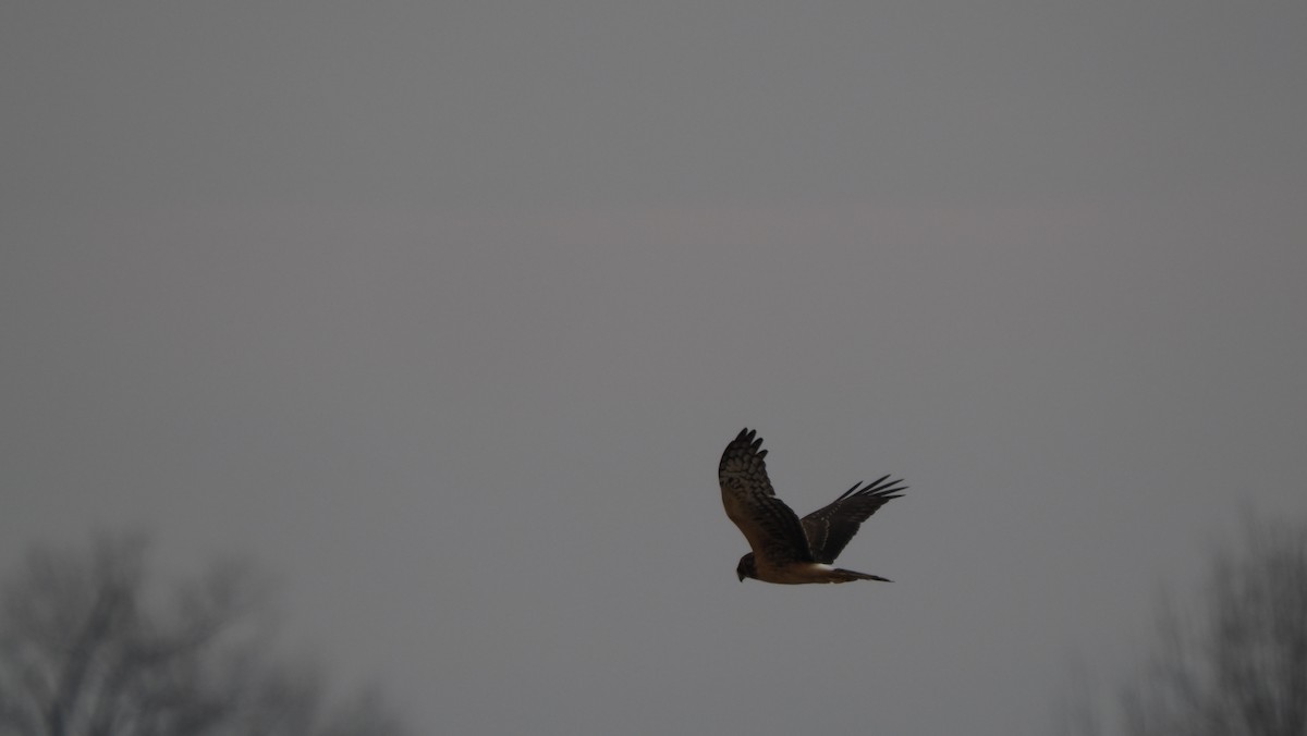 Northern Harrier - ML646758212