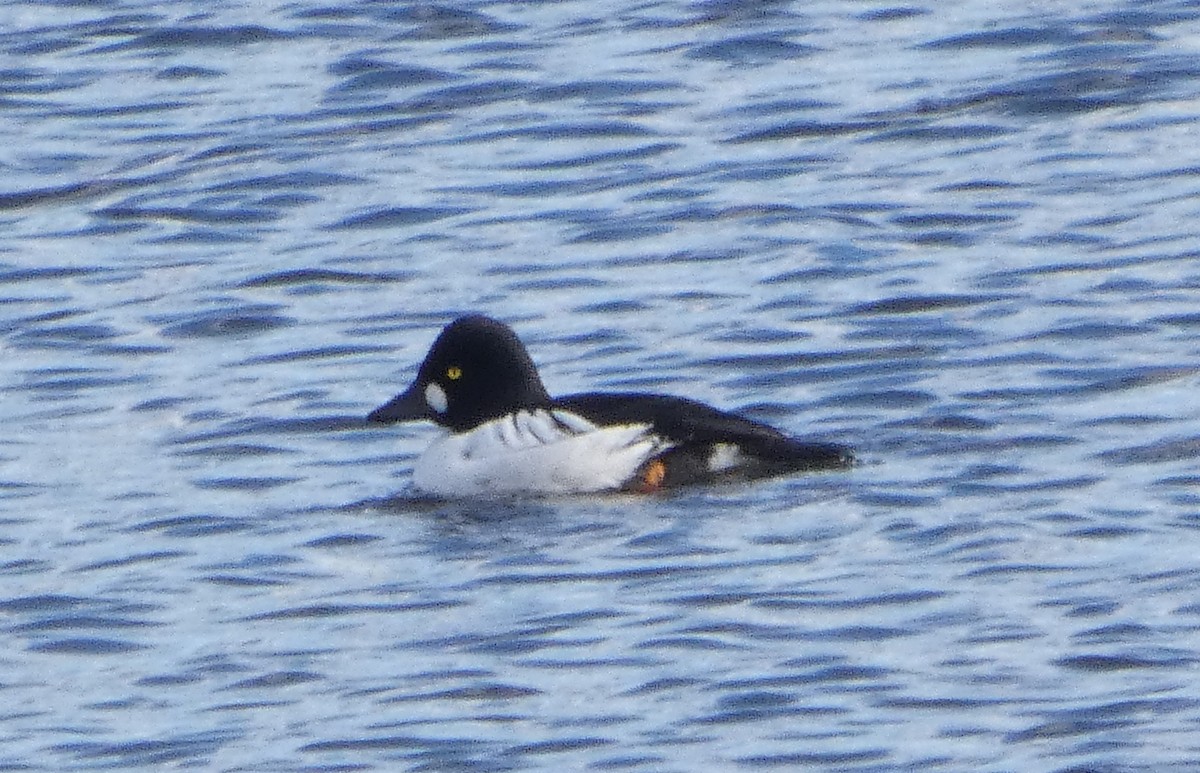 Common Goldeneye - ML646758216