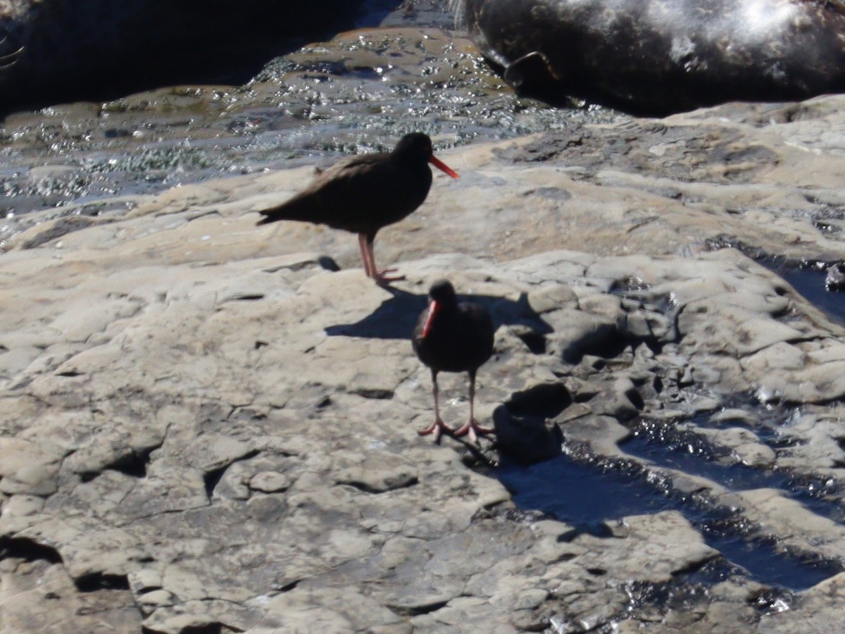 Black Oystercatcher - ML646758219