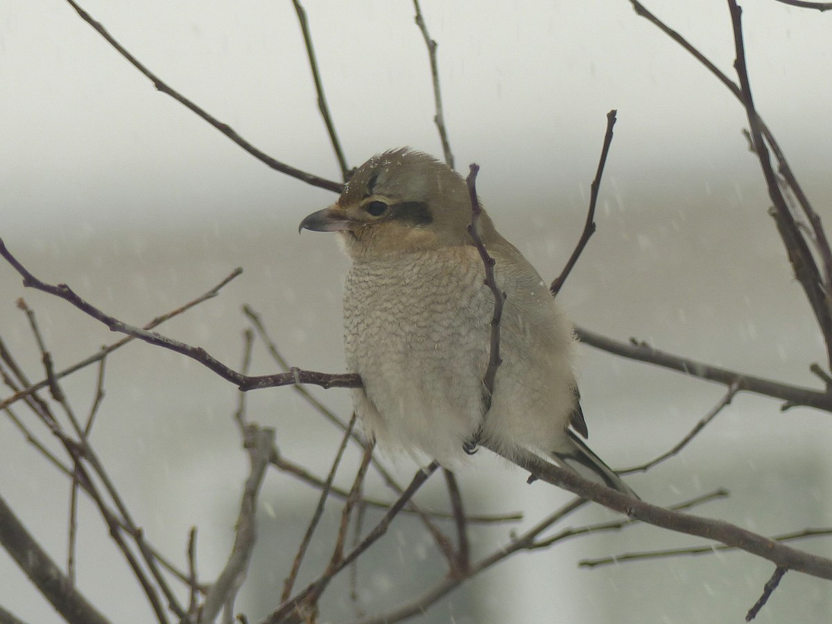 Northern Shrike - ML646758220