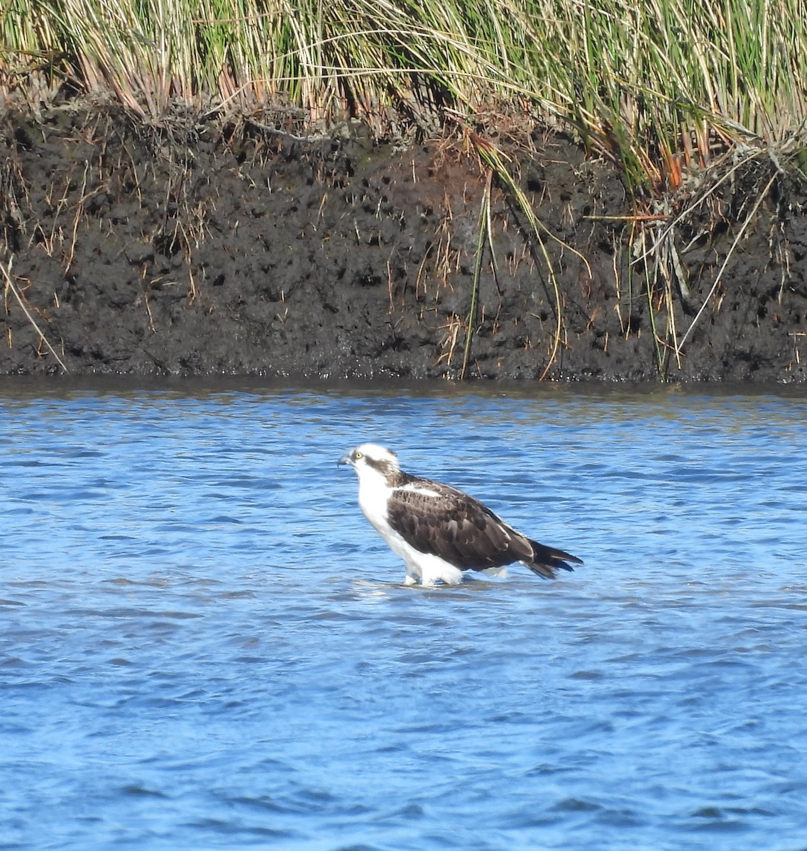 魚鷹 - ML646758221