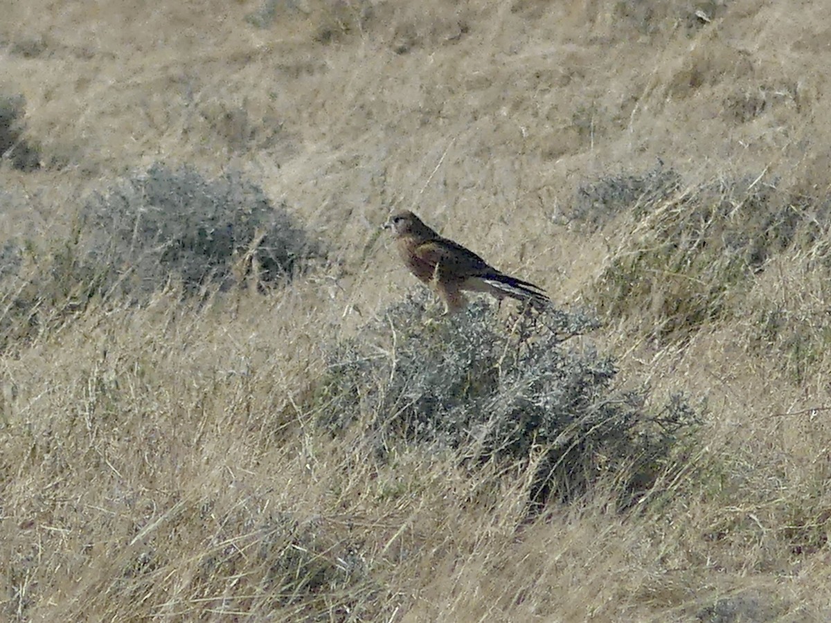 Greater Kestrel - ML646758226