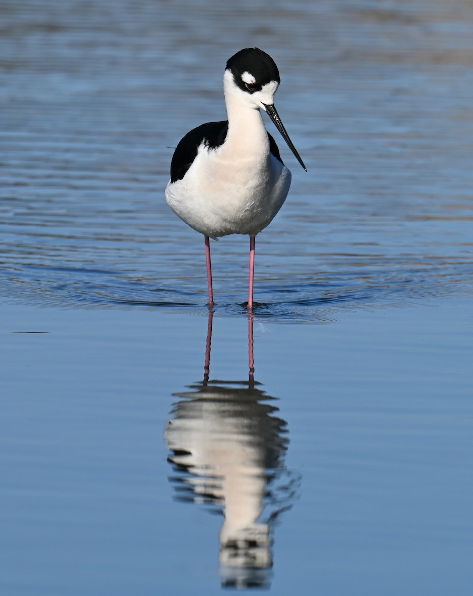 Black-necked Stilt - ML646758228