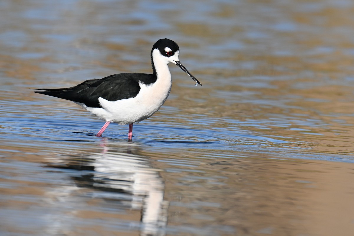 Black-necked Stilt - ML646758229