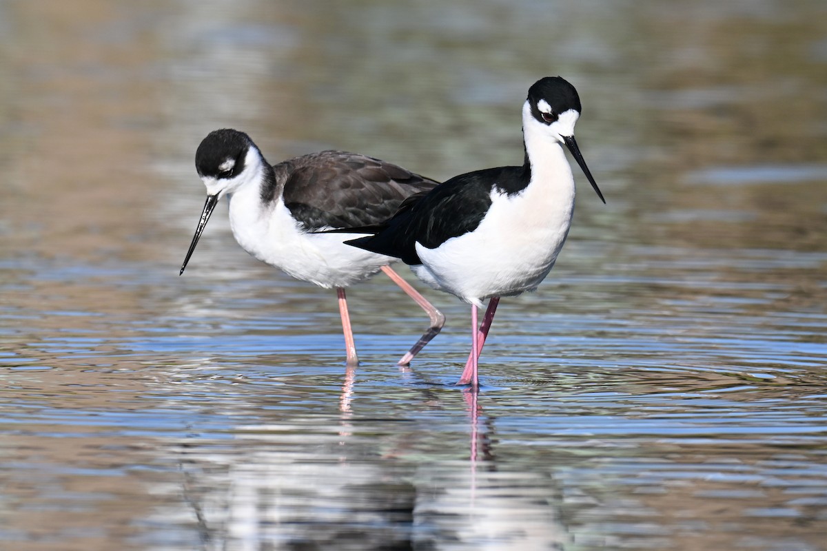 Black-necked Stilt - ML646758230