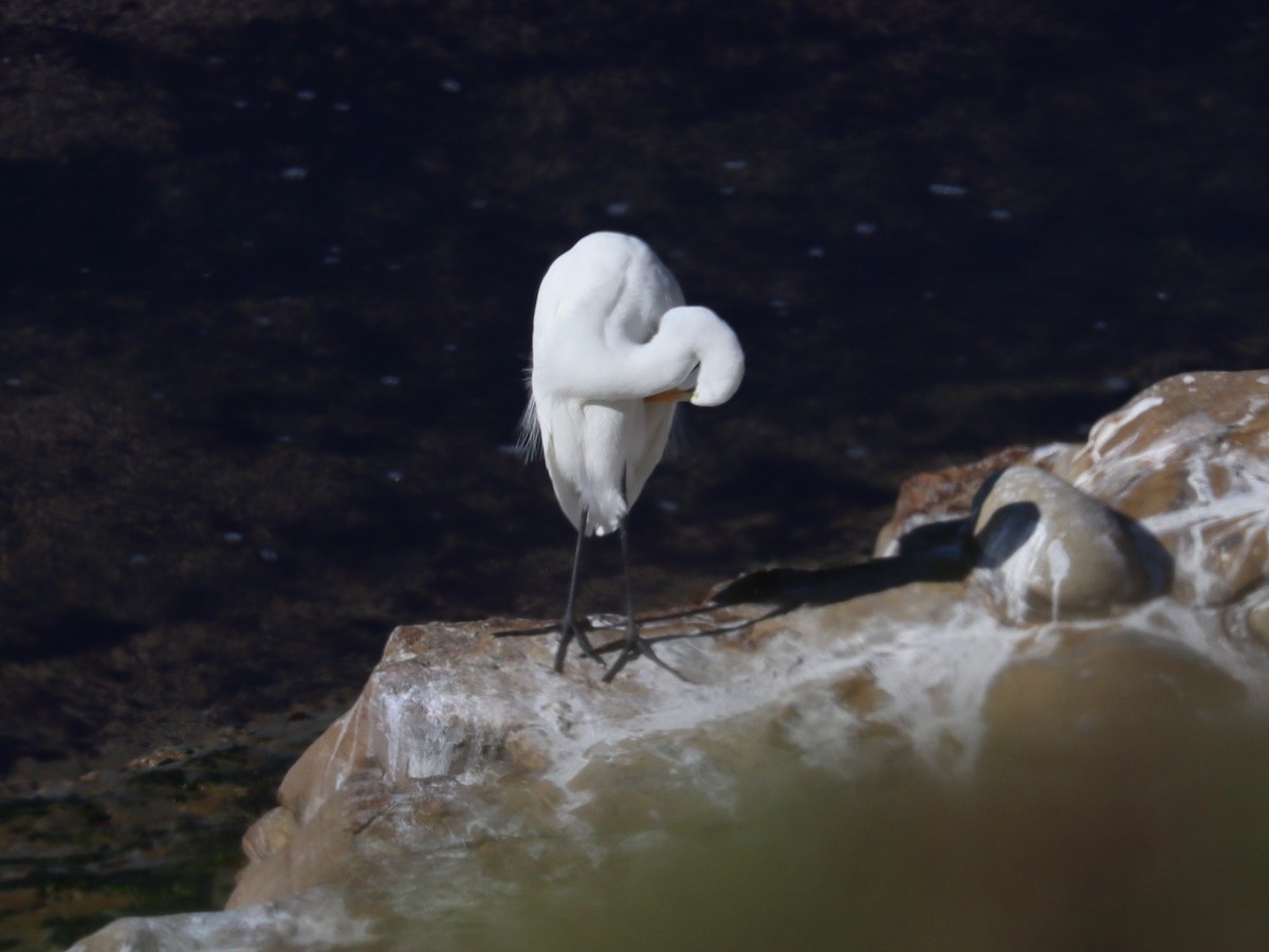 大白鷺 - ML646758232