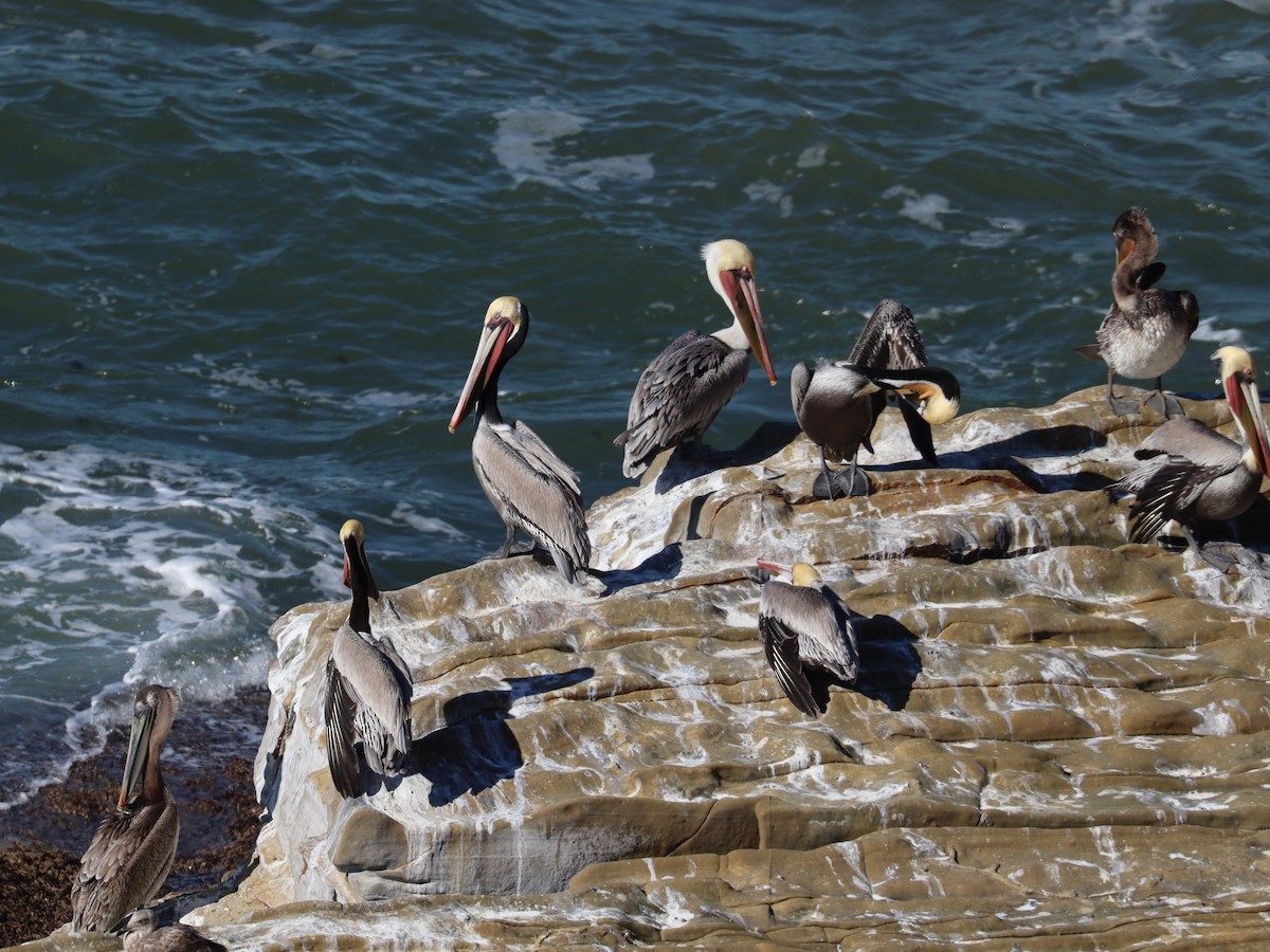 Brown Pelican - ML646758234