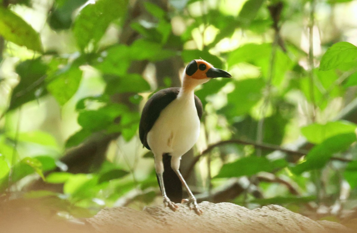 White-necked Rockfowl - ML646758235