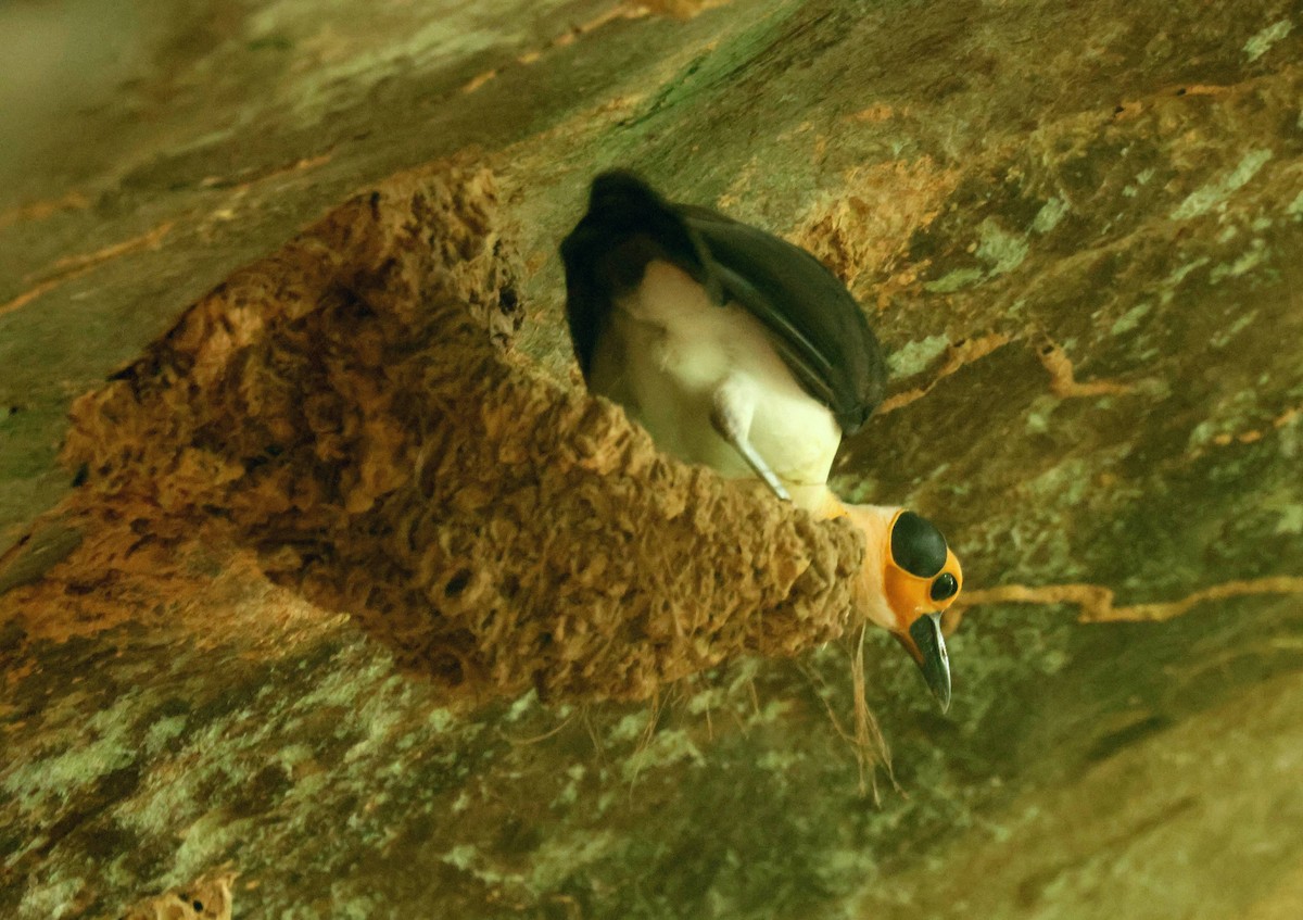 White-necked Rockfowl - ML646758236