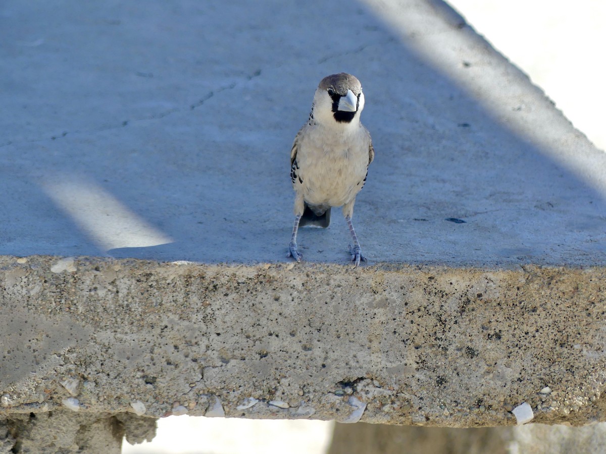 Sociable Weaver - ML646758237