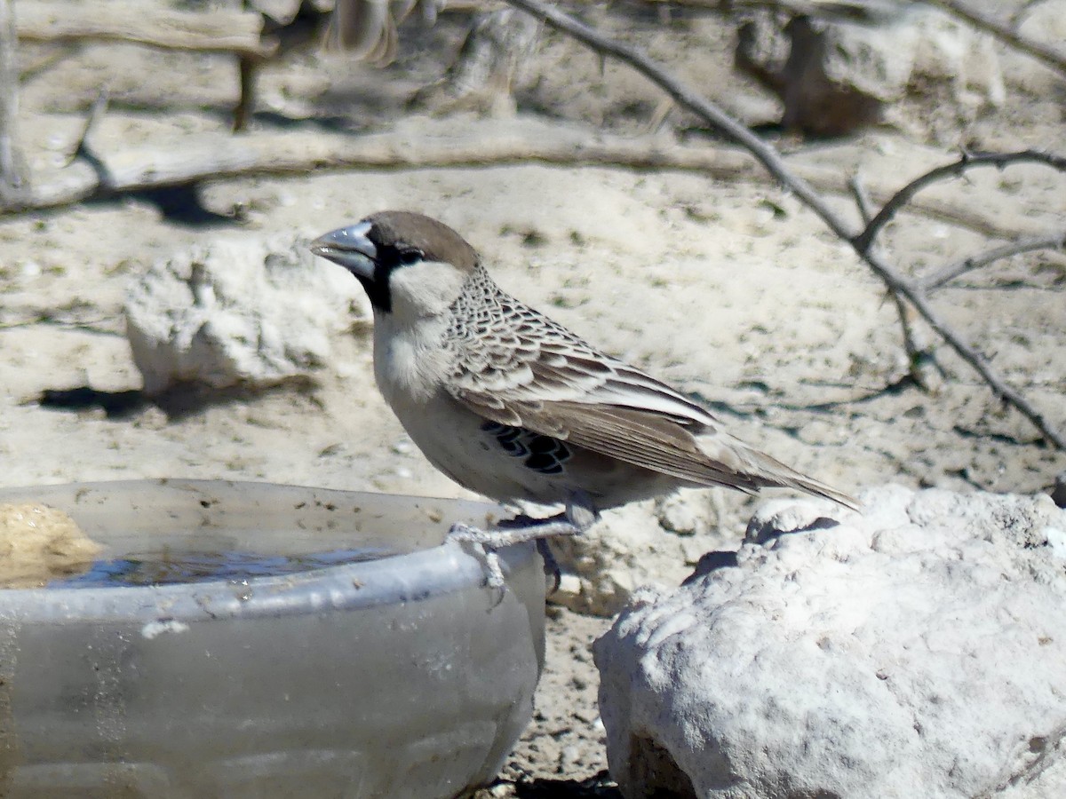 Sociable Weaver - ML646758238