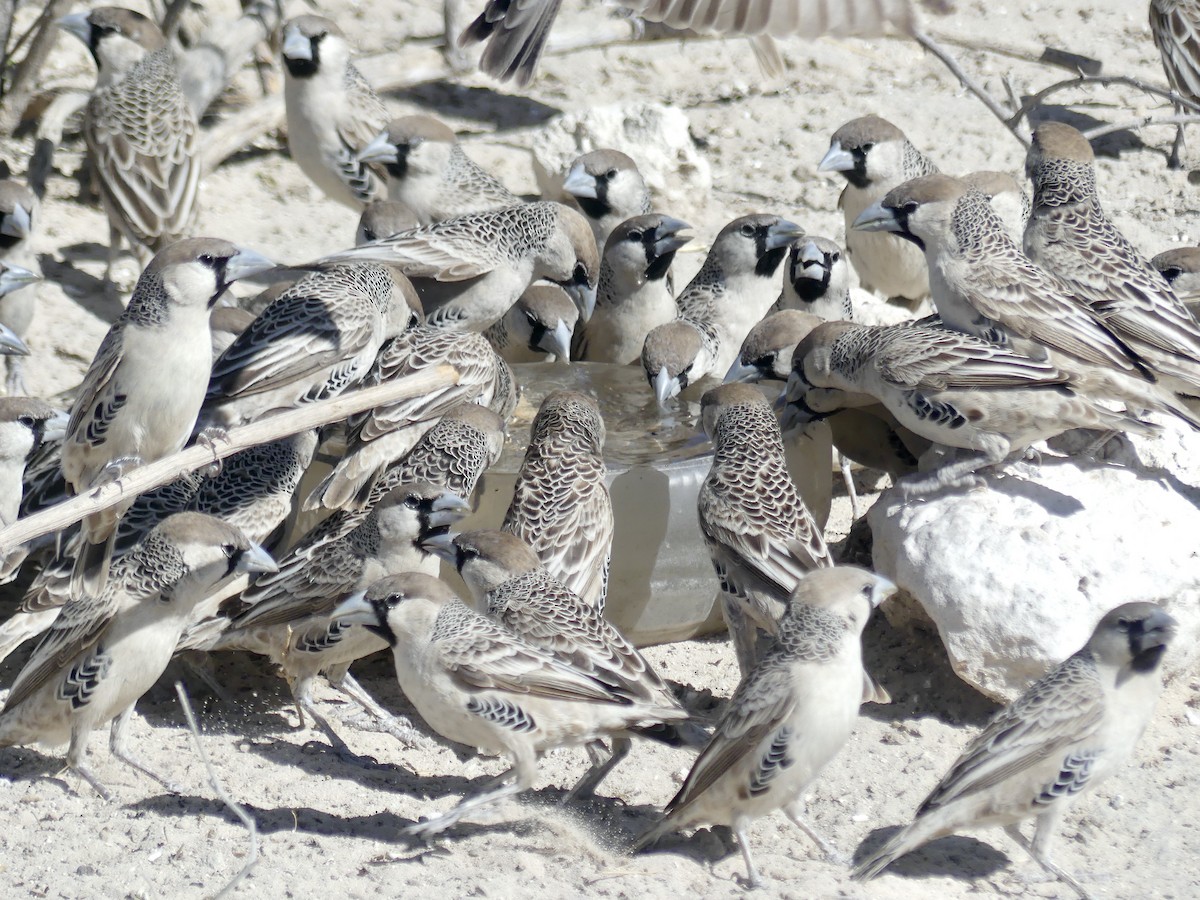 Sociable Weaver - ML646758239