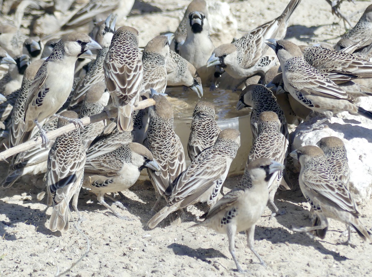 Sociable Weaver - ML646758240