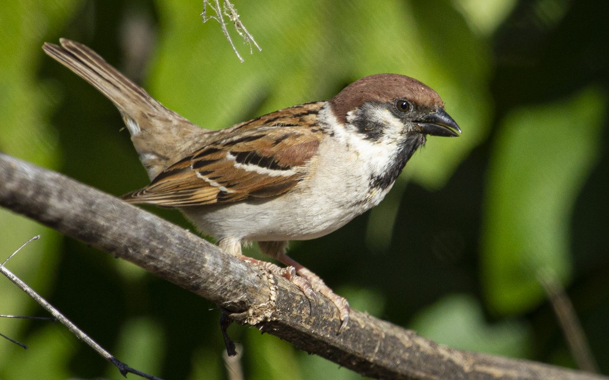 Gorrión Molinero - ML646758241