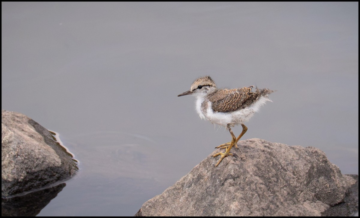 Spotted Sandpiper - ML646758242