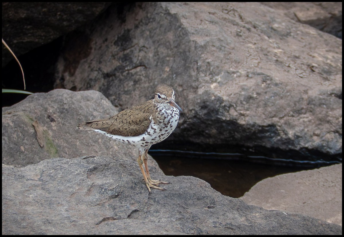 Spotted Sandpiper - ML646758243