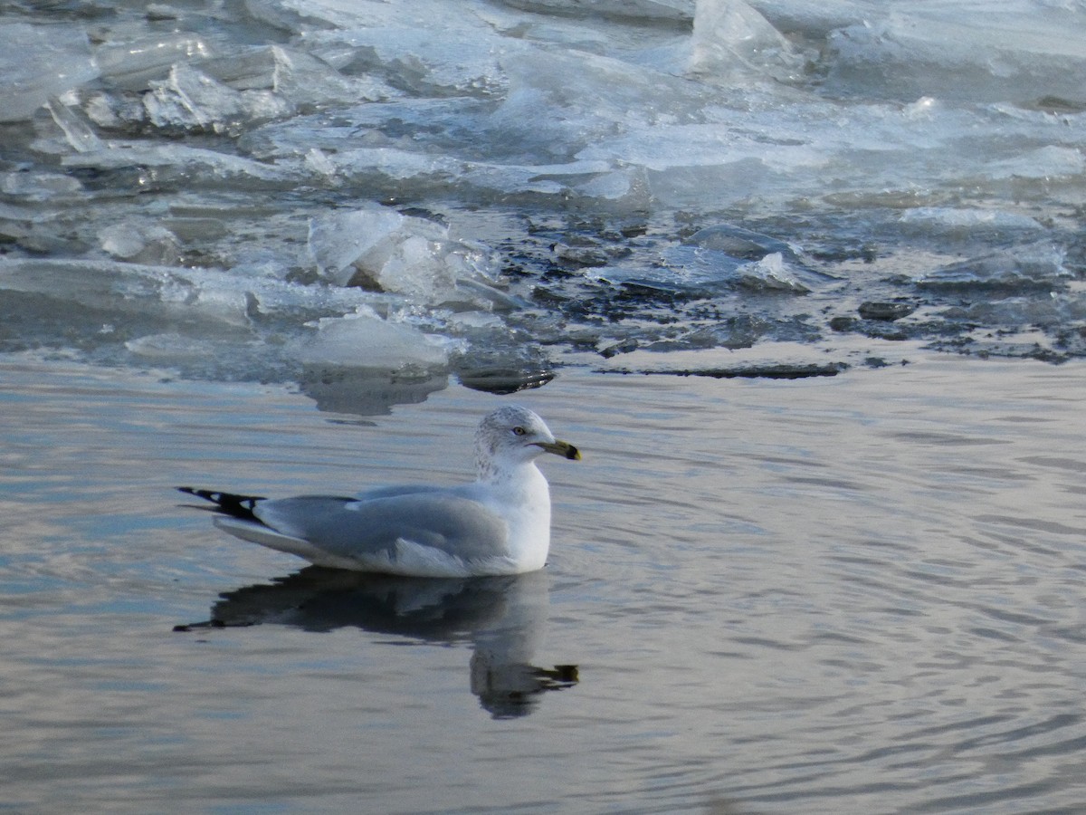 Ring-billed Gull - ML646758244