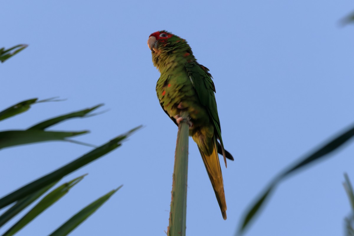 Mitred Parakeet - ML646758245