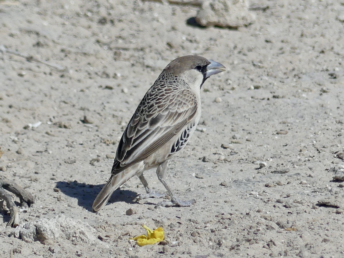 Sociable Weaver - ML646758246