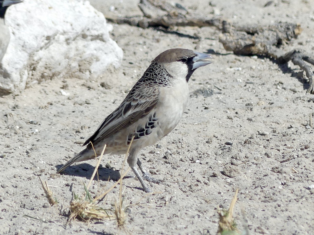 Sociable Weaver - ML646758247