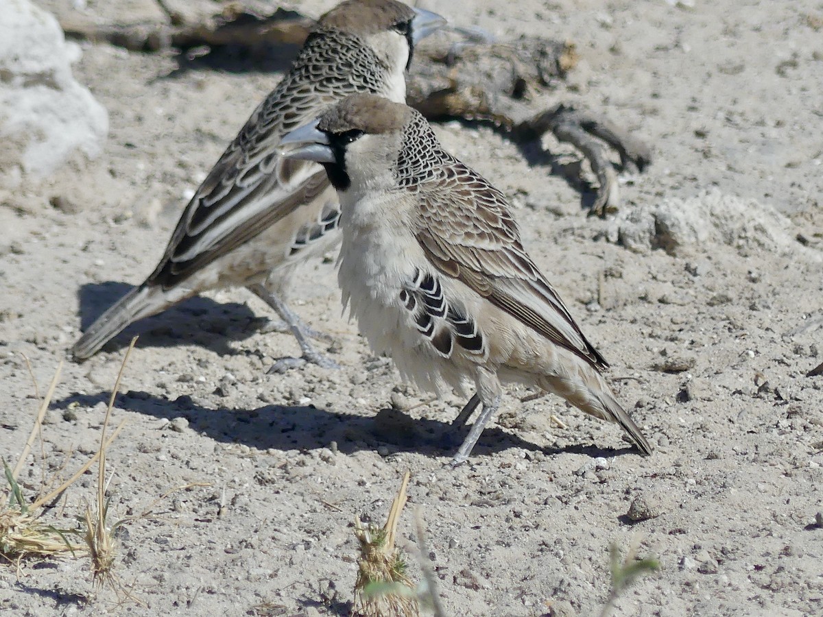 Sociable Weaver - ML646758248