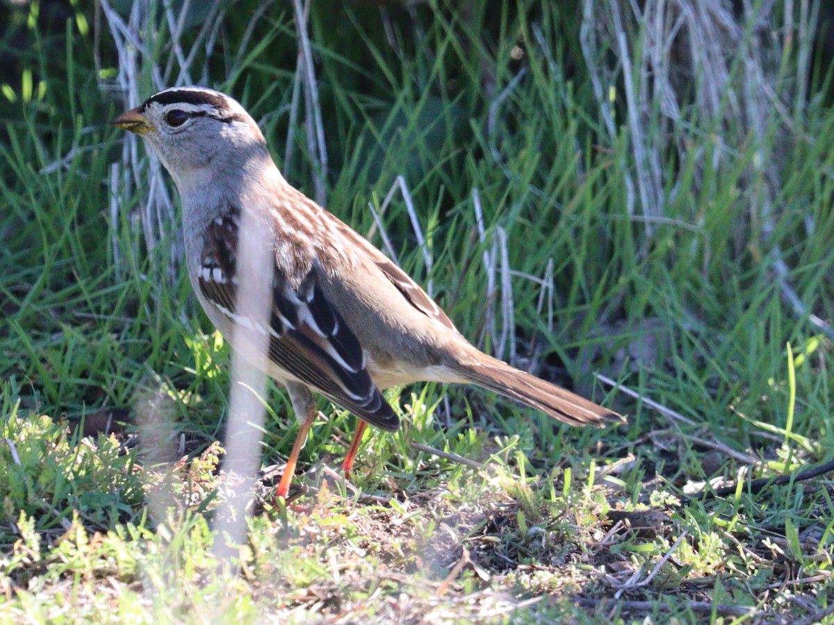 White-crowned Sparrow - ML646758249