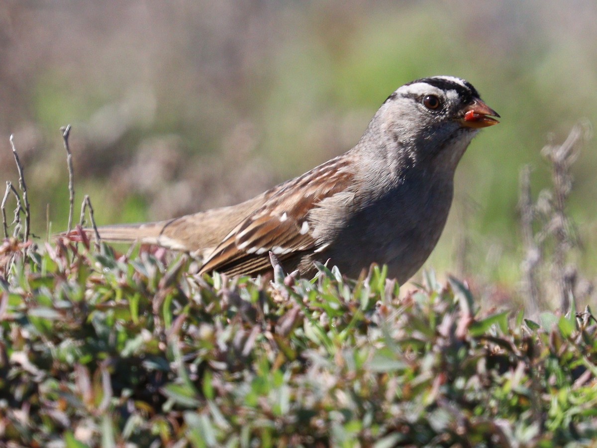 White-crowned Sparrow - ML646758250