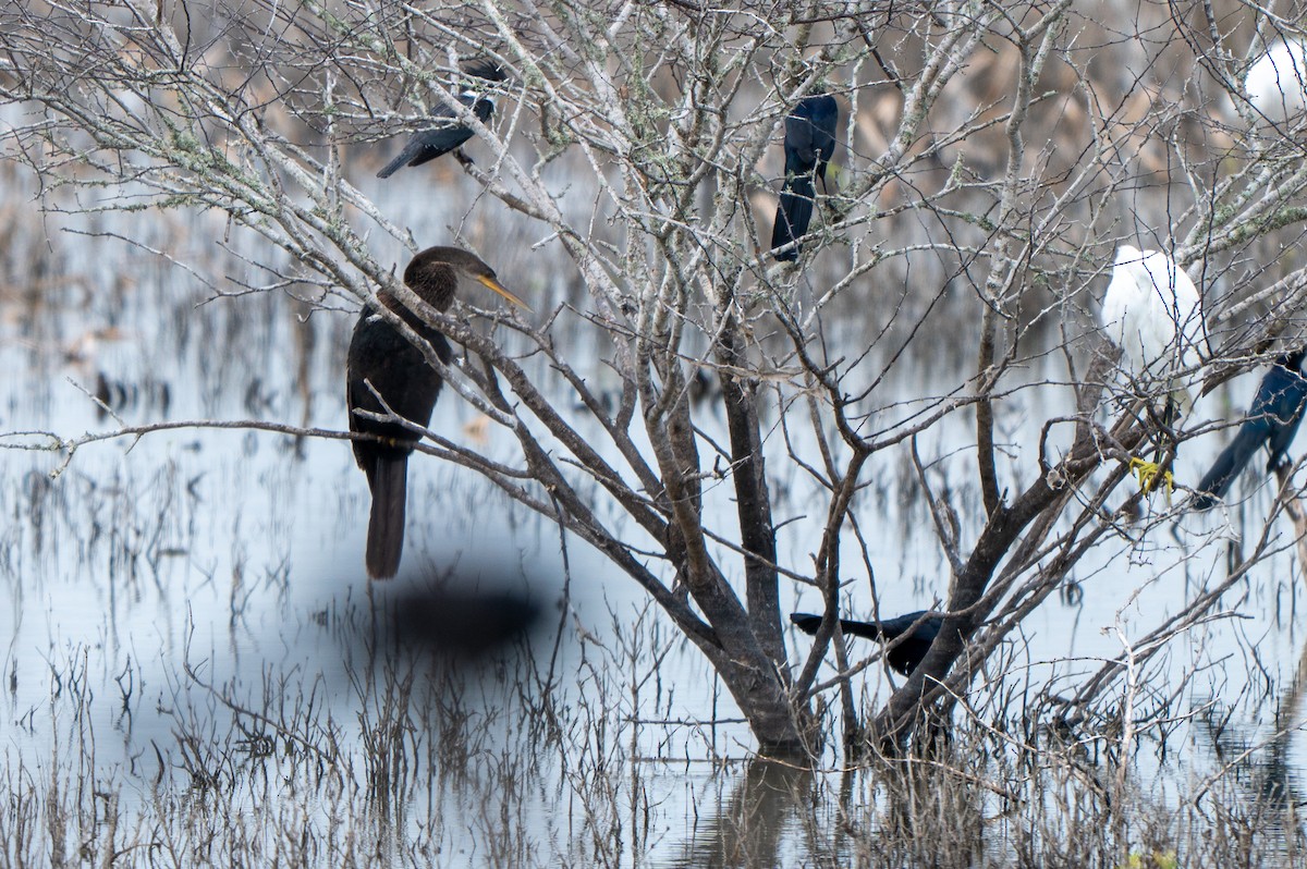 Anhinga - ML646758251