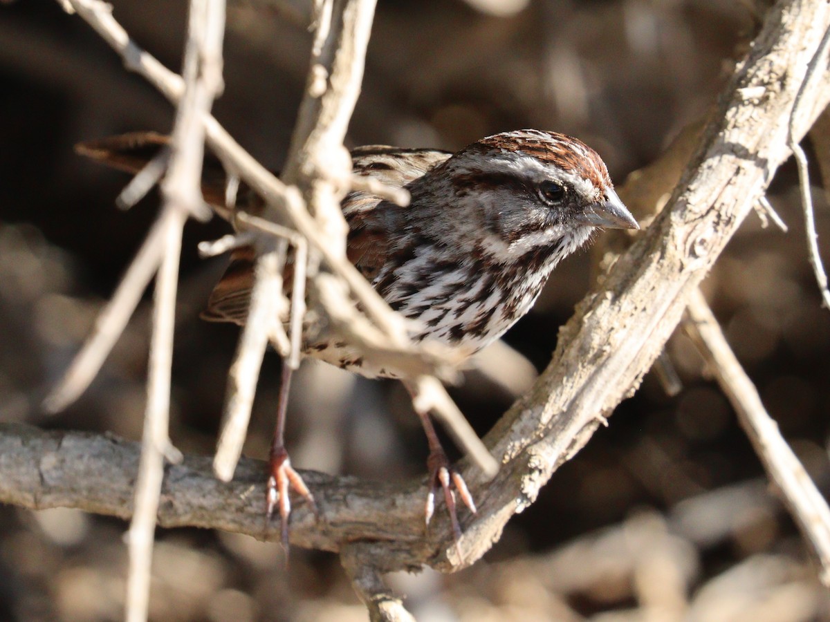 Song Sparrow - ML646758254