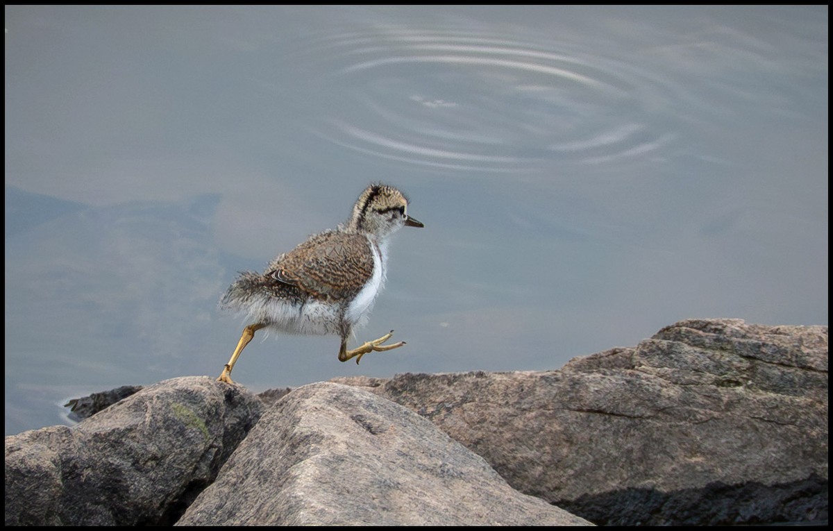 Spotted Sandpiper - ML646758255